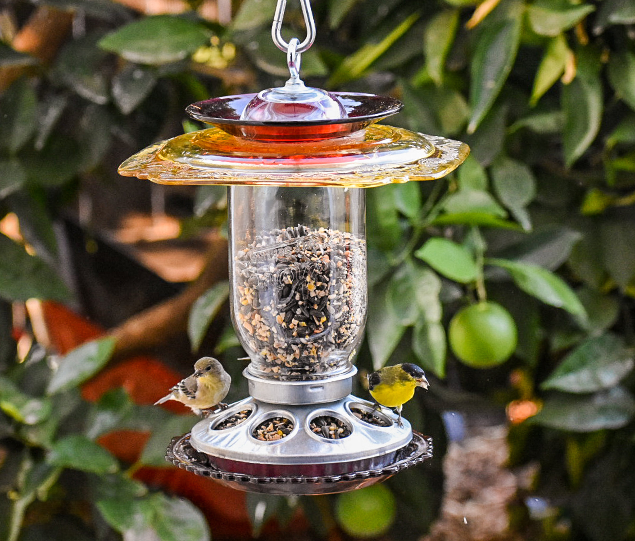Hanging Bird Feeder that is Tough and Built to Last