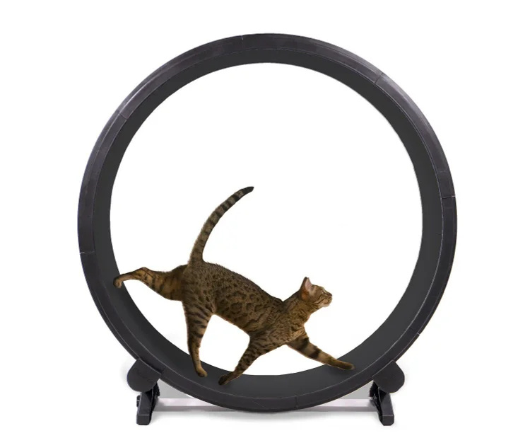 Clearance Sale🔥Cat Exercise Wheel