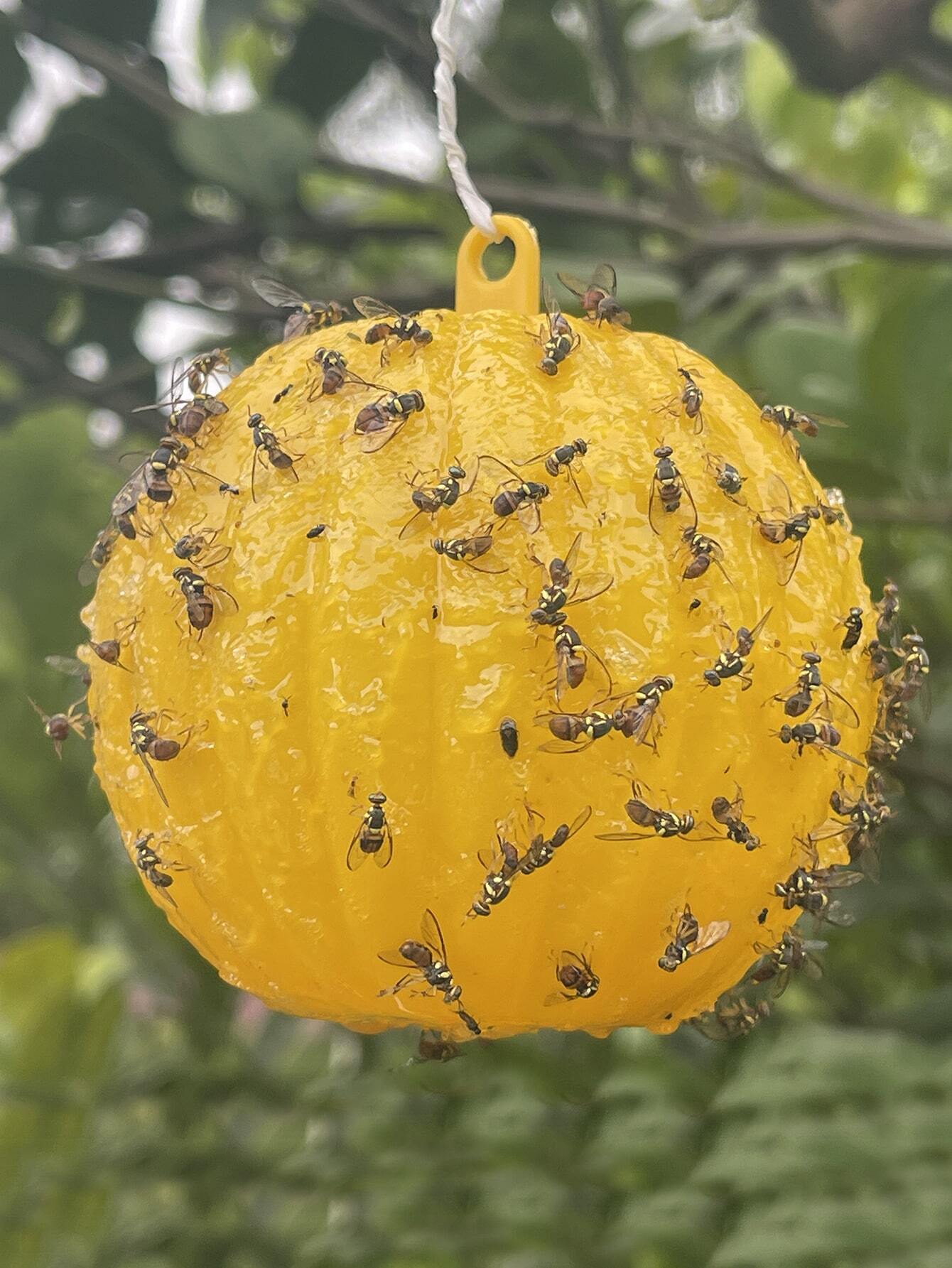 1pc Pumpkin Shape Sticky Fly Trap Ball, Orange Creative Plant Protector, For Outdoor