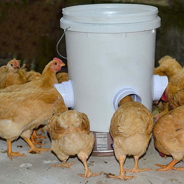 (🔥2022 NEW-30% OFF)DIY Chicken Feeder