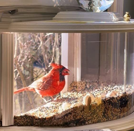 Window Bird Feeder - US Handmade - In-House 180 Degrees Clear View Window Feeder