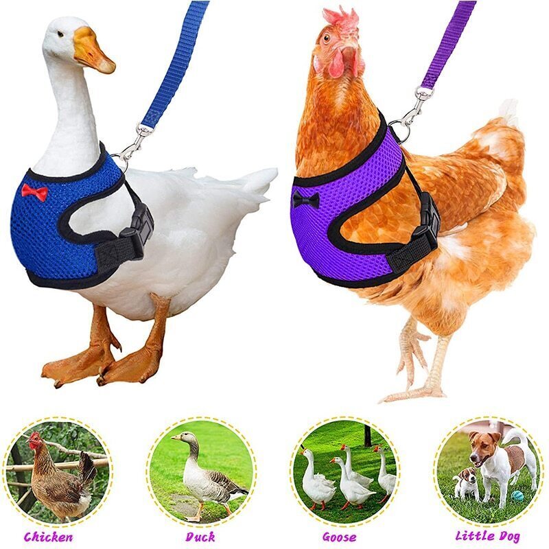 Breathable Pet Harness and Leash